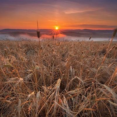 河南麦收已过三分之一 收获小麦达3251万亩